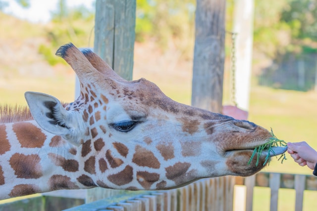 feeding-giraffes