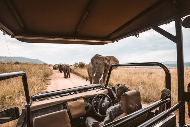trip-viewing a elephants